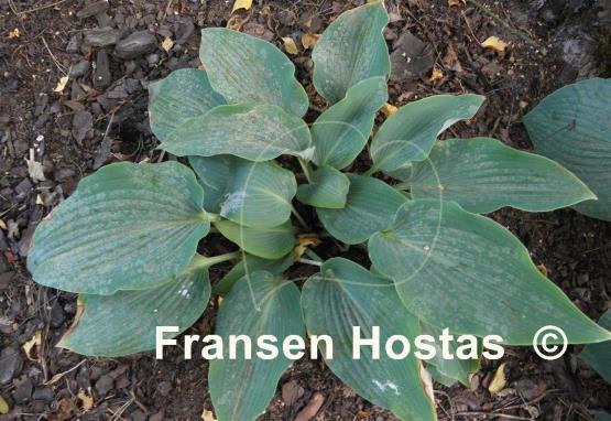 Hosta Lakeside Lagoon